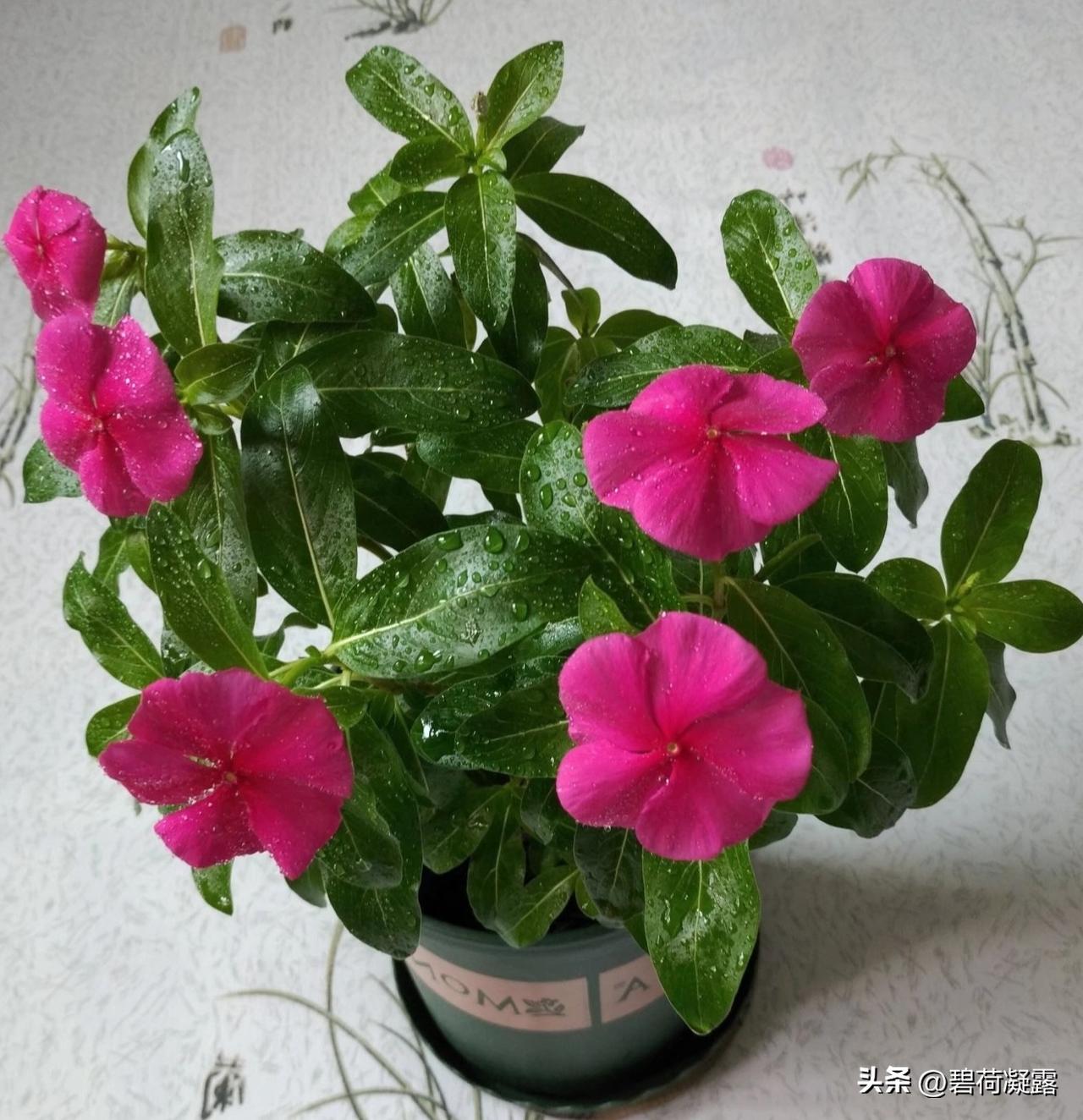 生活需要柴米油盐，也需要鲜花作伴，让花的色彩在平凡的日子里艳丽灿烂。很喜欢养花种