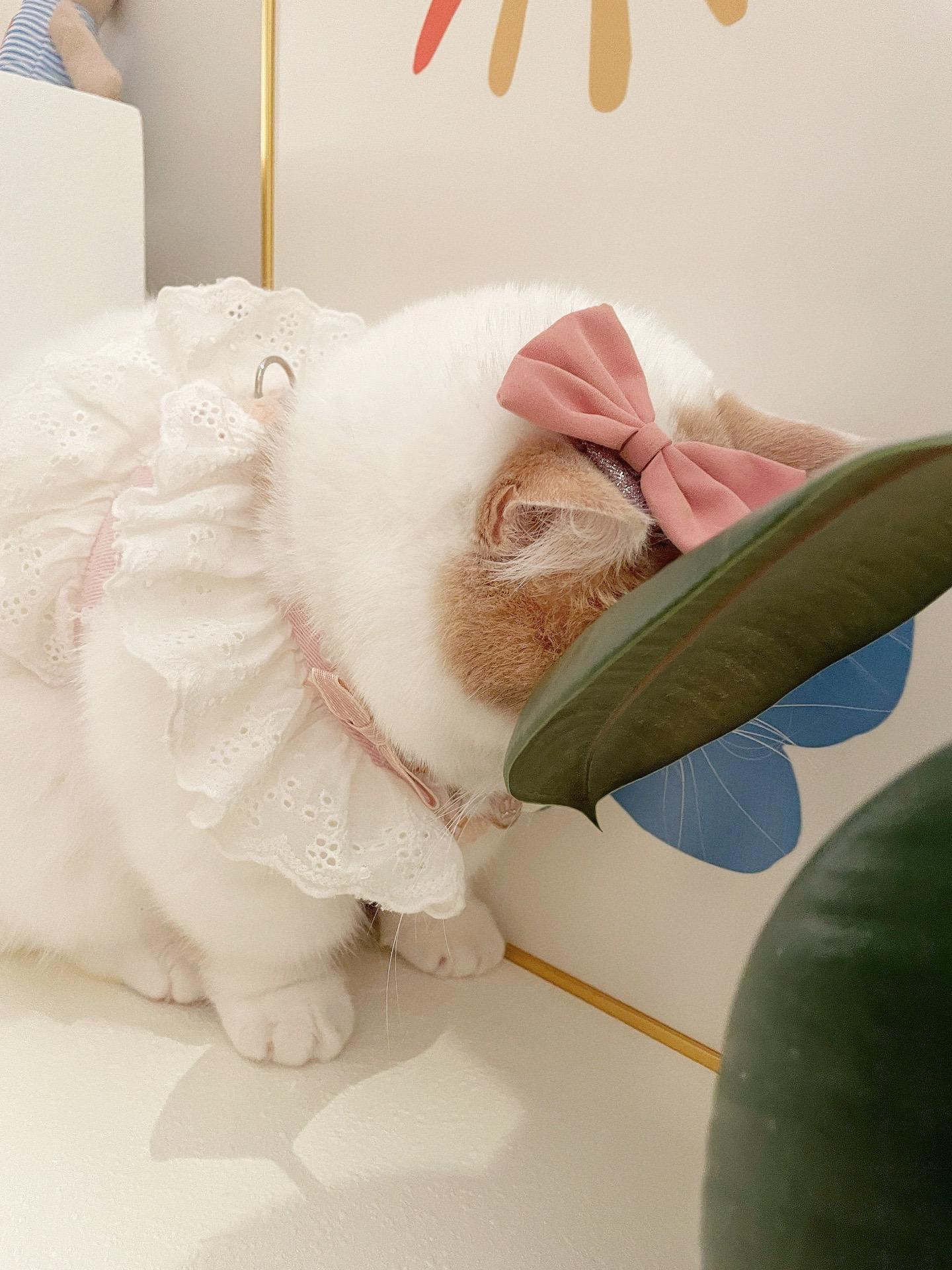 叶子撞到我了。