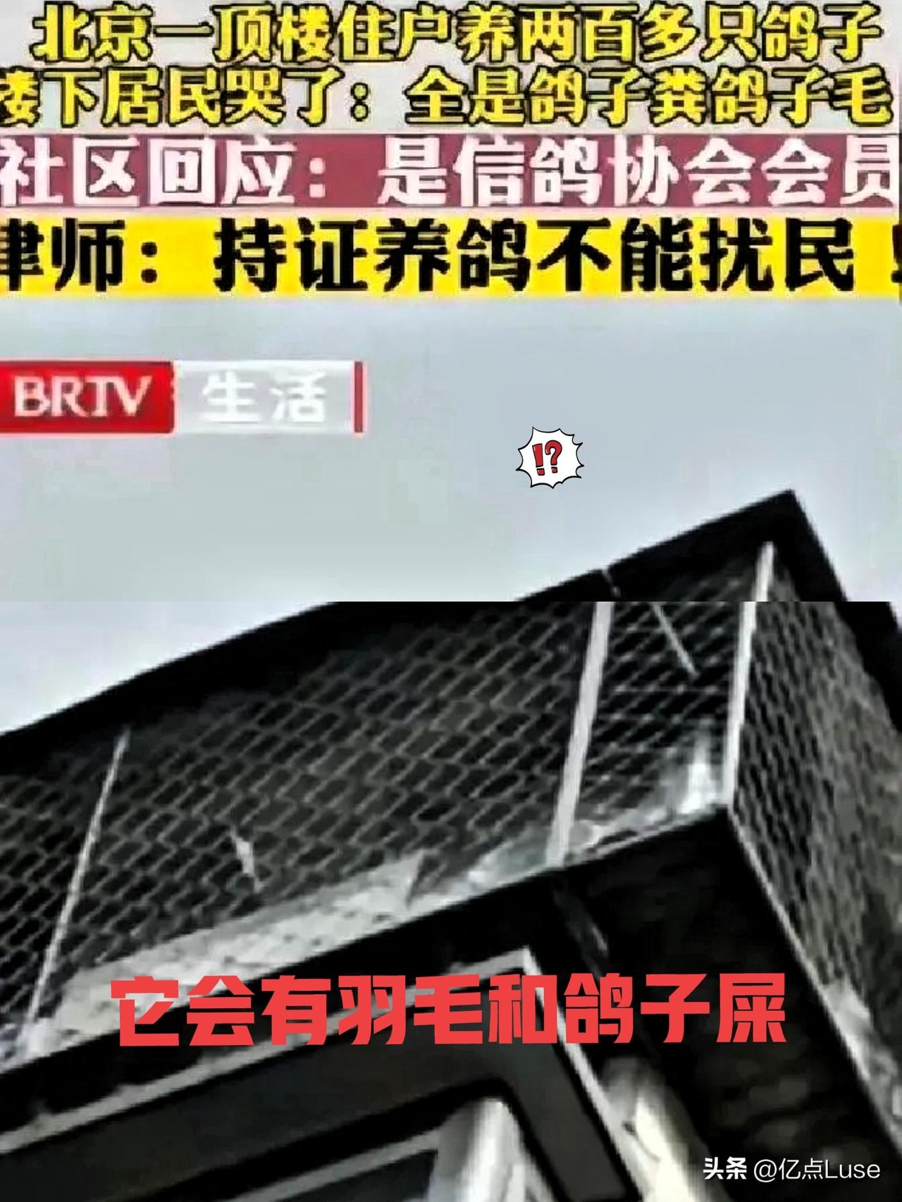 “太缺德了！”北京李先生花235万买了房，楼上邻居养200多只鸽子，导致他家臭气