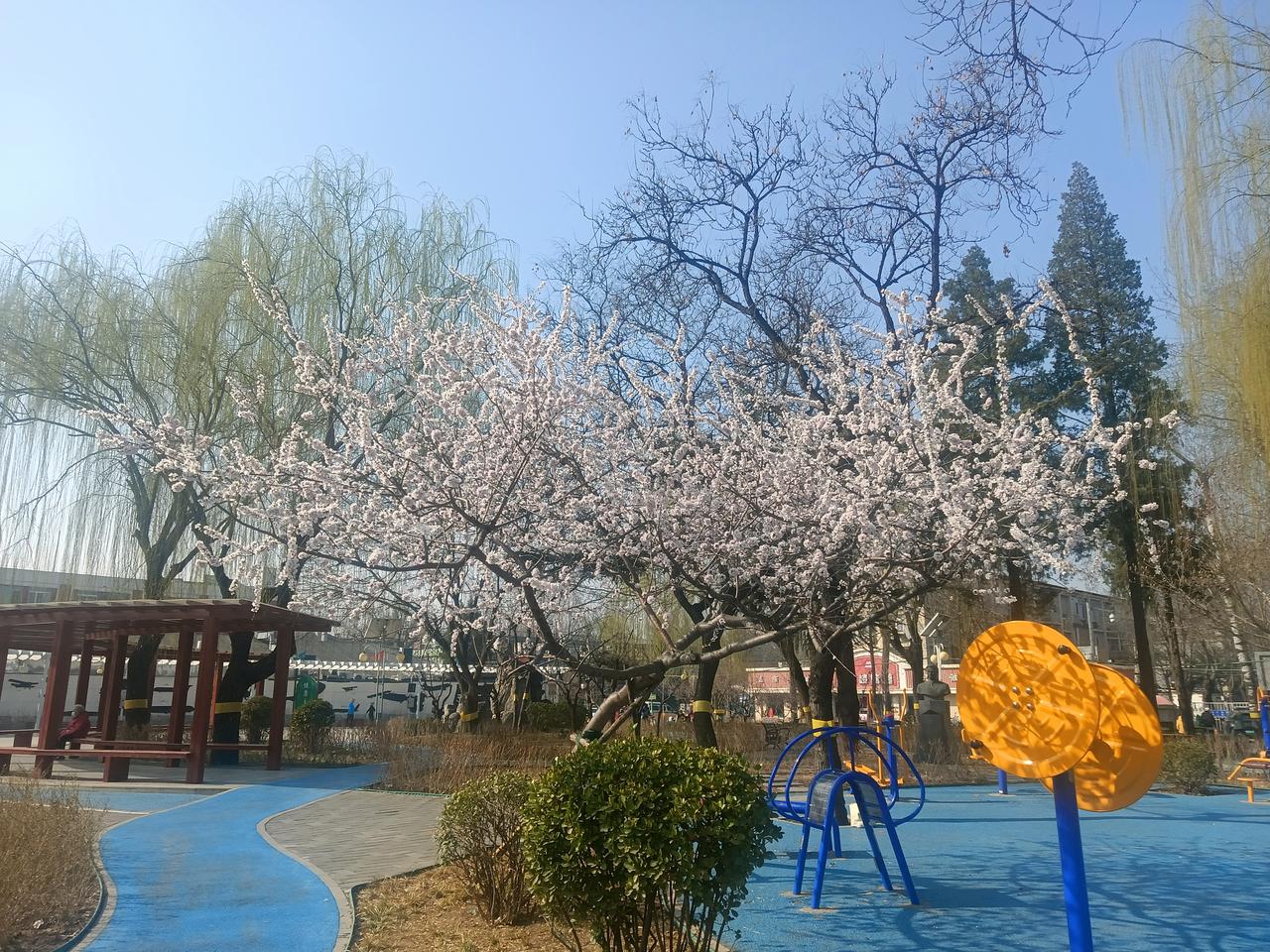 梨花开了，柳树发芽了。
今天天气不错，但北京的空气质量让人真的不敢恭维啊！雾霾还