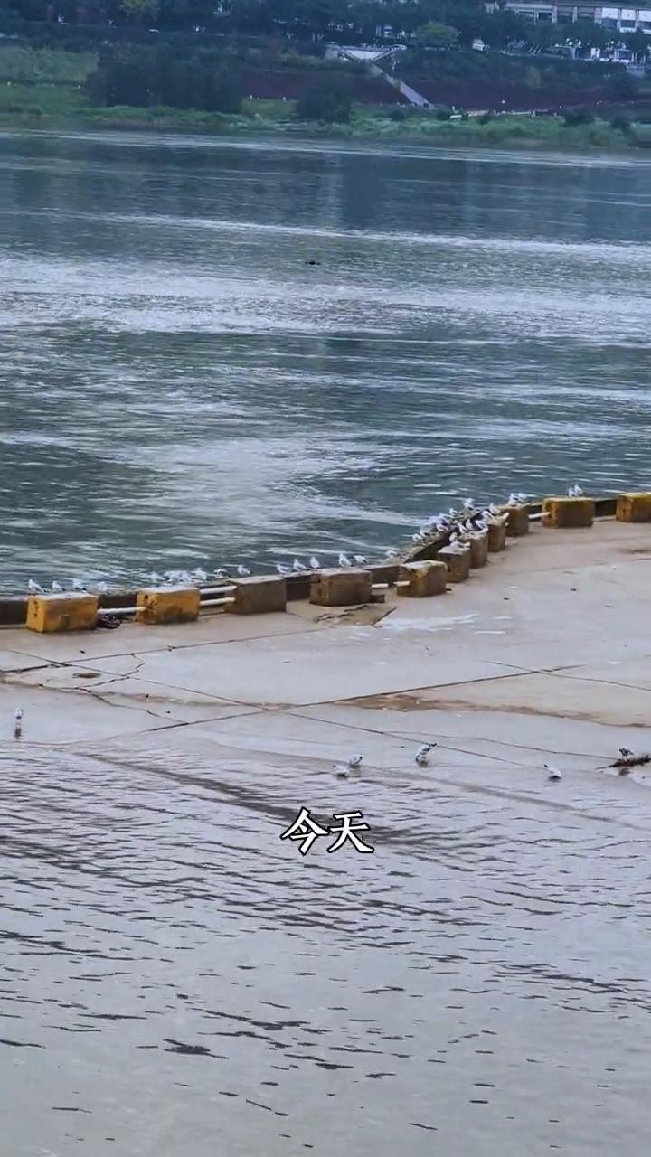 红嘴鸥成重庆人新宠，围观者人山人海。
这两天在重庆的朋友一定不要错过重庆冬日限定