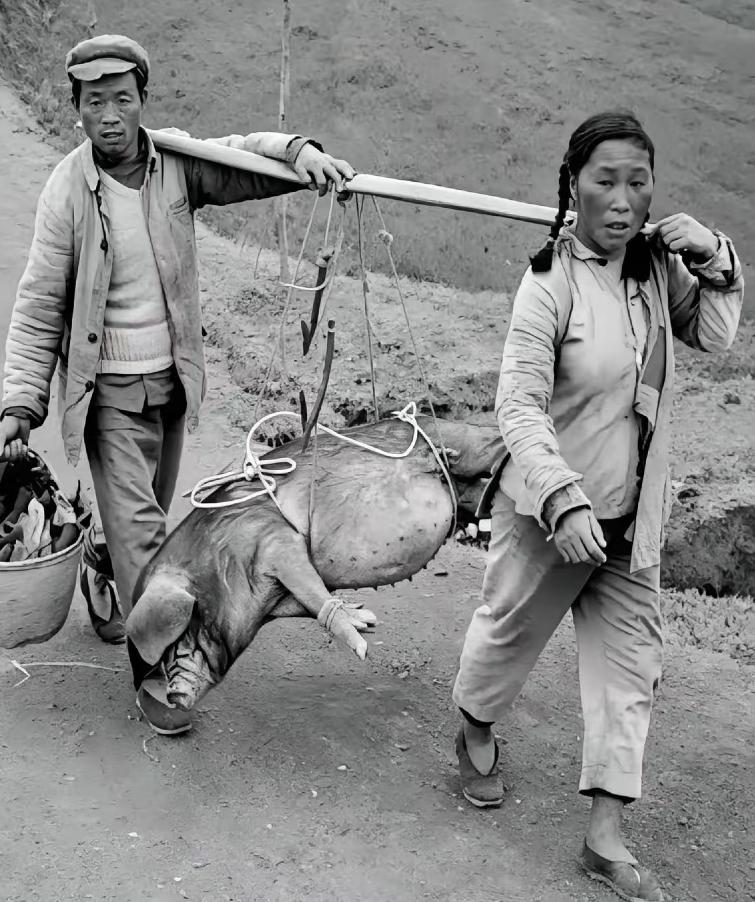 1965年安康五里铺一对农户夫妇出栏家养大黑猪送往国营食品站交国家派购任务，过完