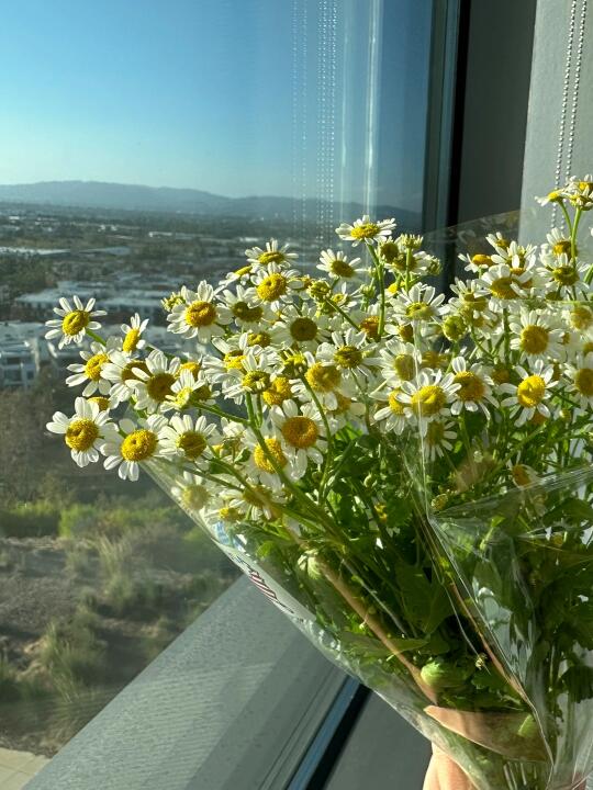 波士顿｜Boston的冬天去哪里约会啊