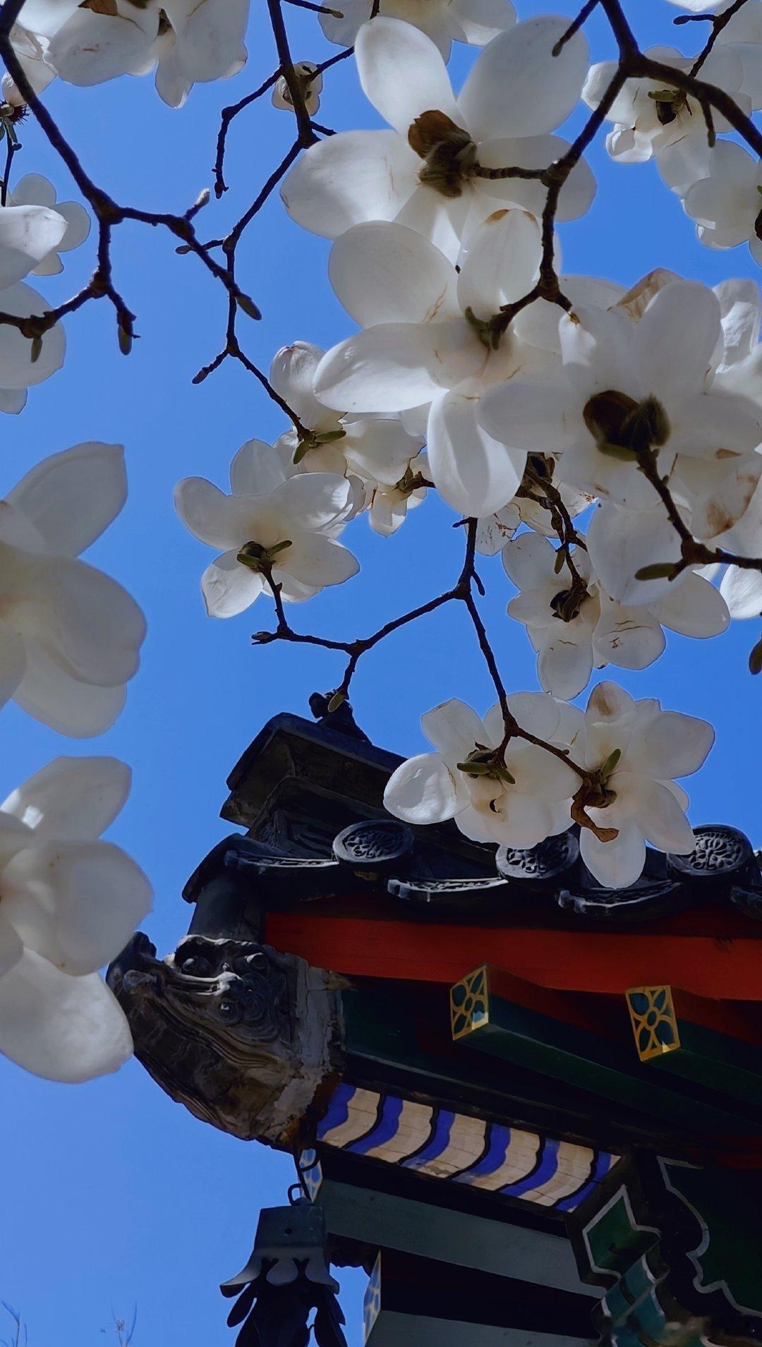 古寺兰香万寿寺-北京艺术博物馆 摄影 ​​​