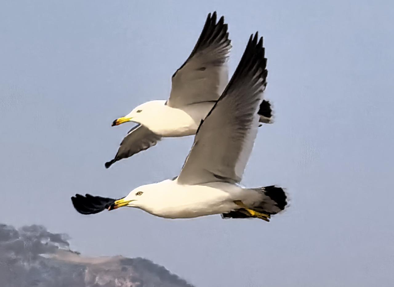 第六次中东战争已经打到第四个阶段，美国也亲自下场了，现在网上很多人都在看美国的笑