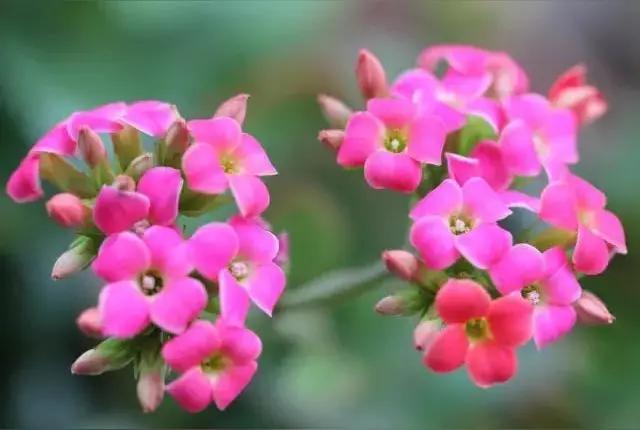 长寿花
花色艳丽
花朵优美
花姿柔雅
姹紫嫣红
婀娜多姿
娇艳欲滴
美丽绽放
[
