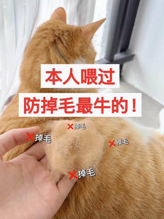 养猫人狂喜！29.9实现猫咪美毛自由！