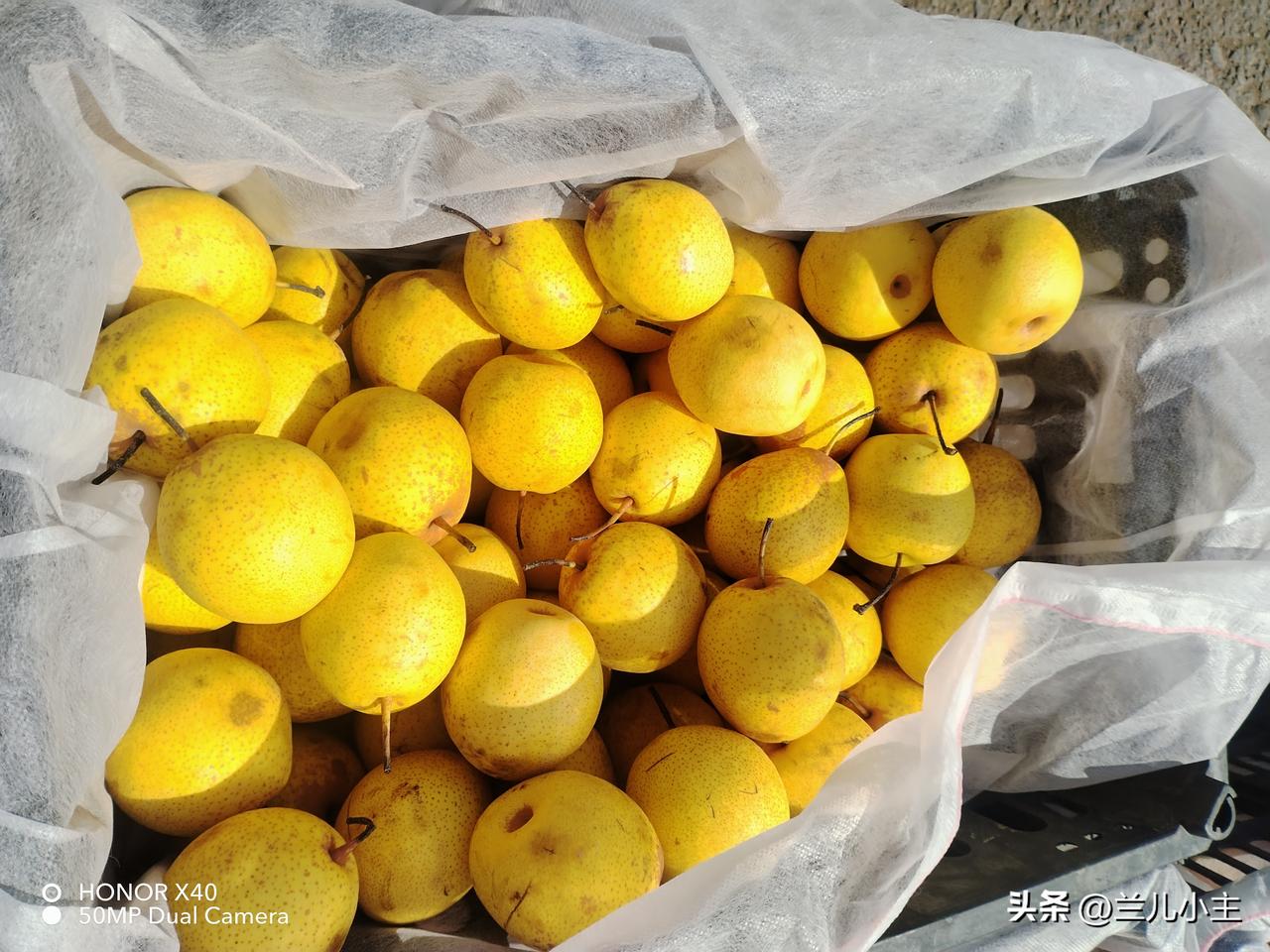 集卡领红包今天打卡来晚了，因为今天我出门卖苹果了。每天都来，没有忘记，我很努力吧