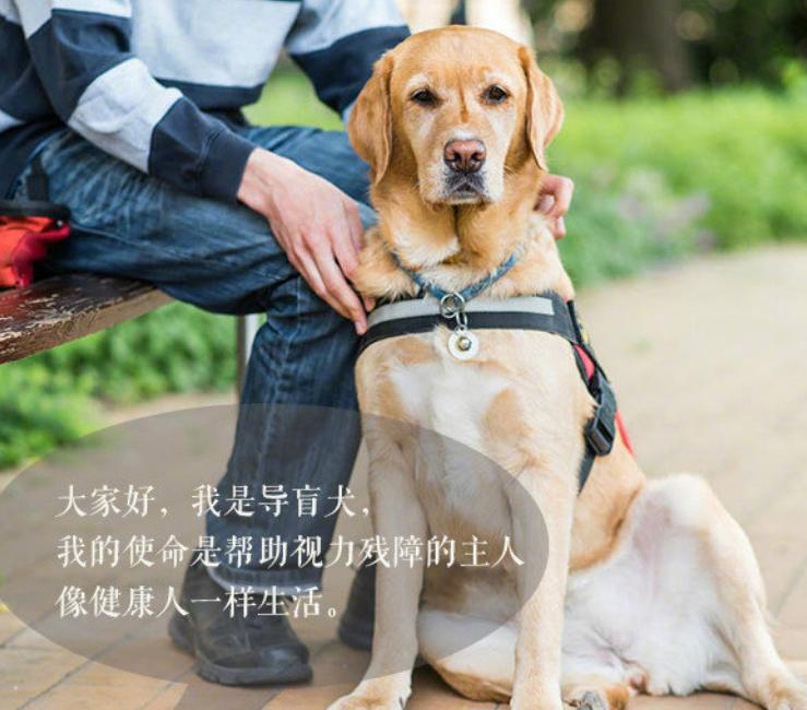 香港一导盲犬在商场内晕倒去世[流泪]国内应该加强对导盲犬的科普宣传，每当看到盲人