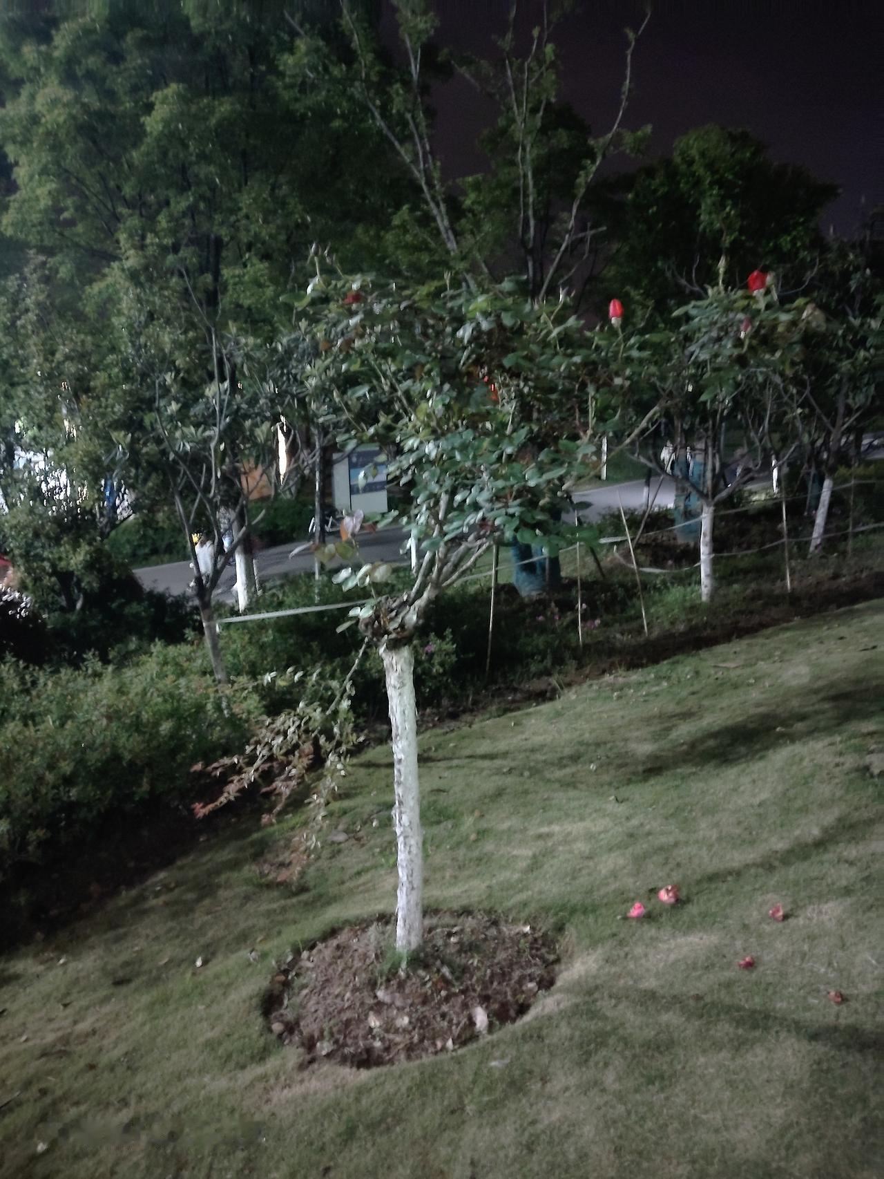 今天在青山江滩建设一路绿道上散步，看到一个50几岁的大男人在采摘刚刚盛开的月季。