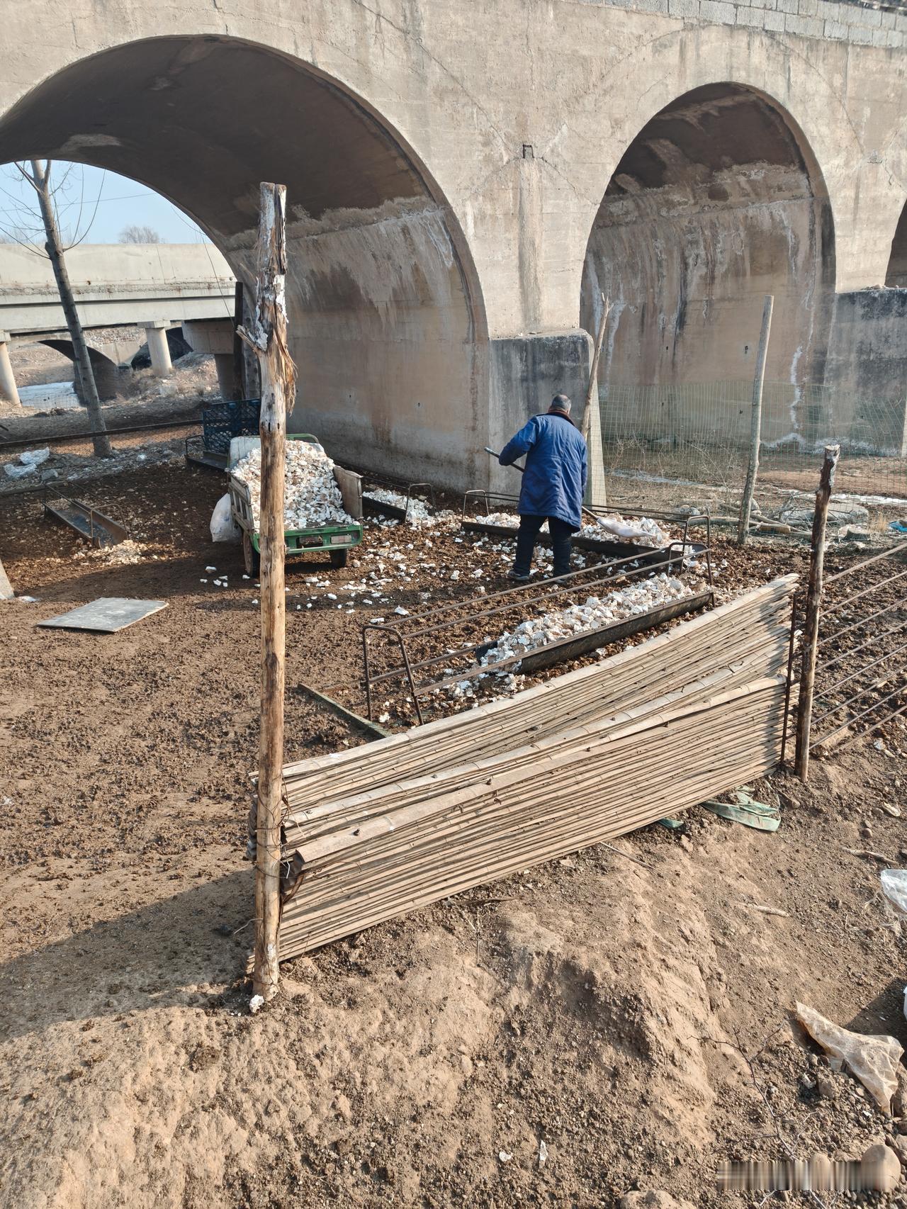 农民在五孔桥下喂羊，真是个好地方，上面是杏鲍菇基地，下面是羊圈，冬天不用放羊，蘑