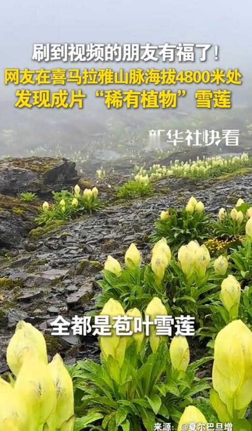 西藏，一男子独自爬喜马拉雅山，爬到海拔大约4800米时竟不想下山了，不是因为发现