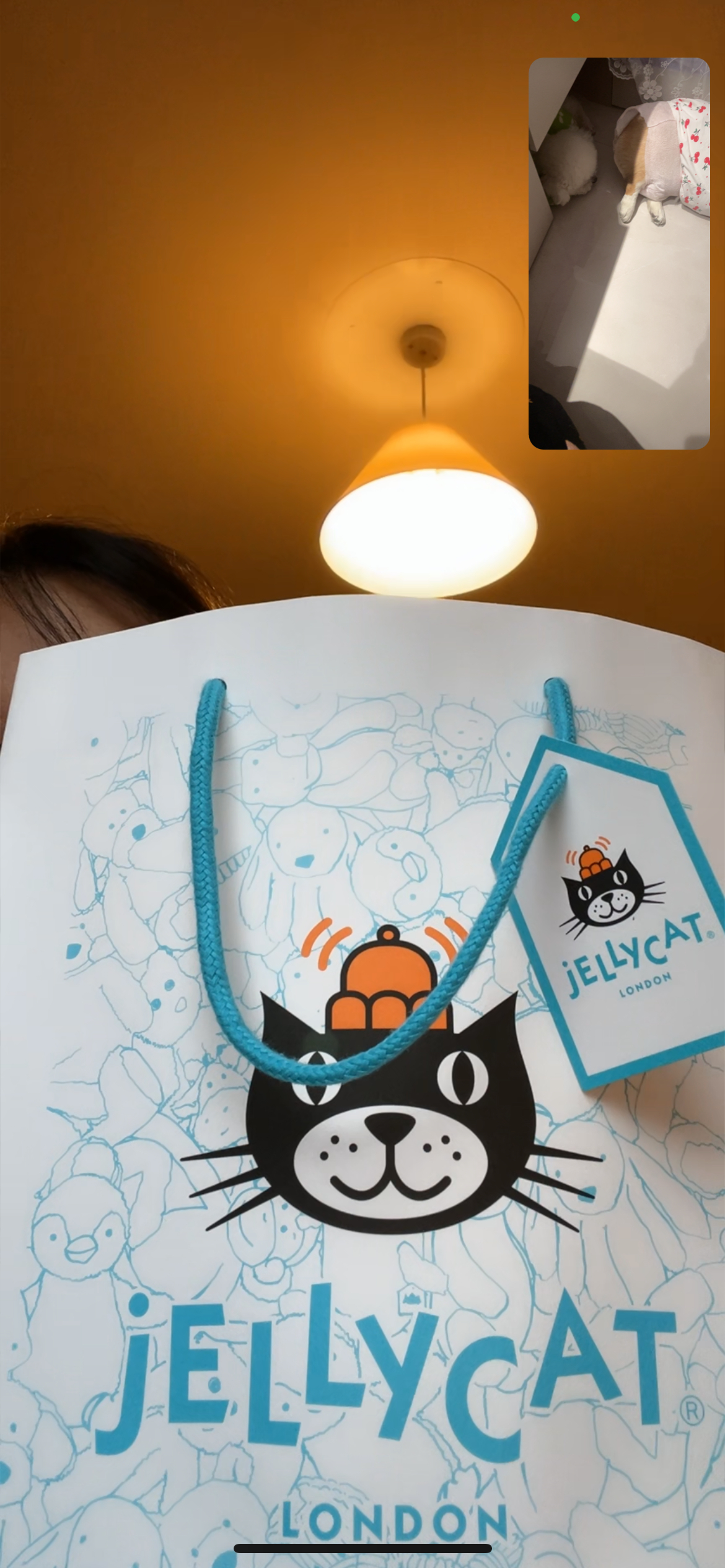 萌啊萌啊🤤终于拥有了人生中第一只jelly cat 