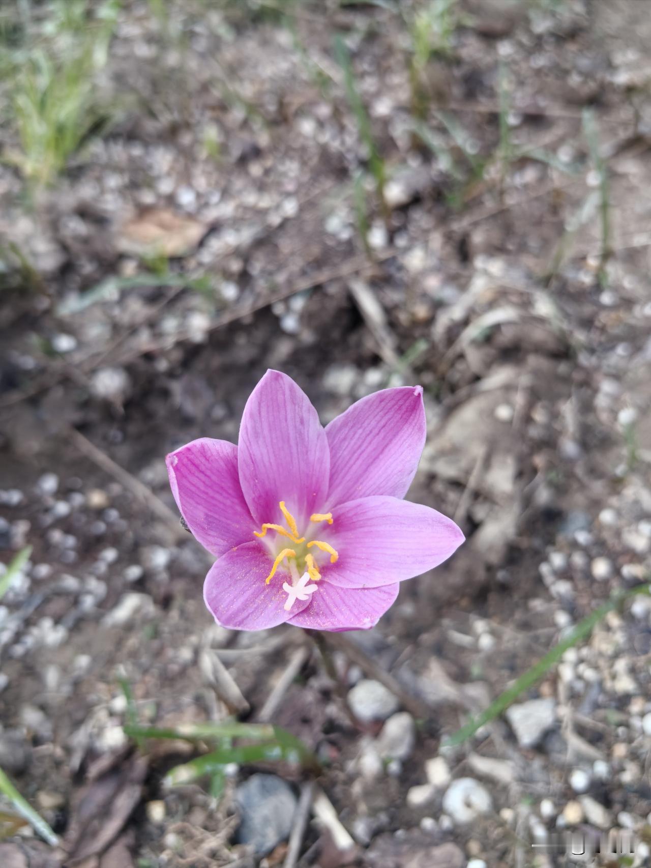 种花圣体
我们小区楼下有片绿化带，由于绿化带前有两根晾衣杆，大家常在此晾晒床单衣