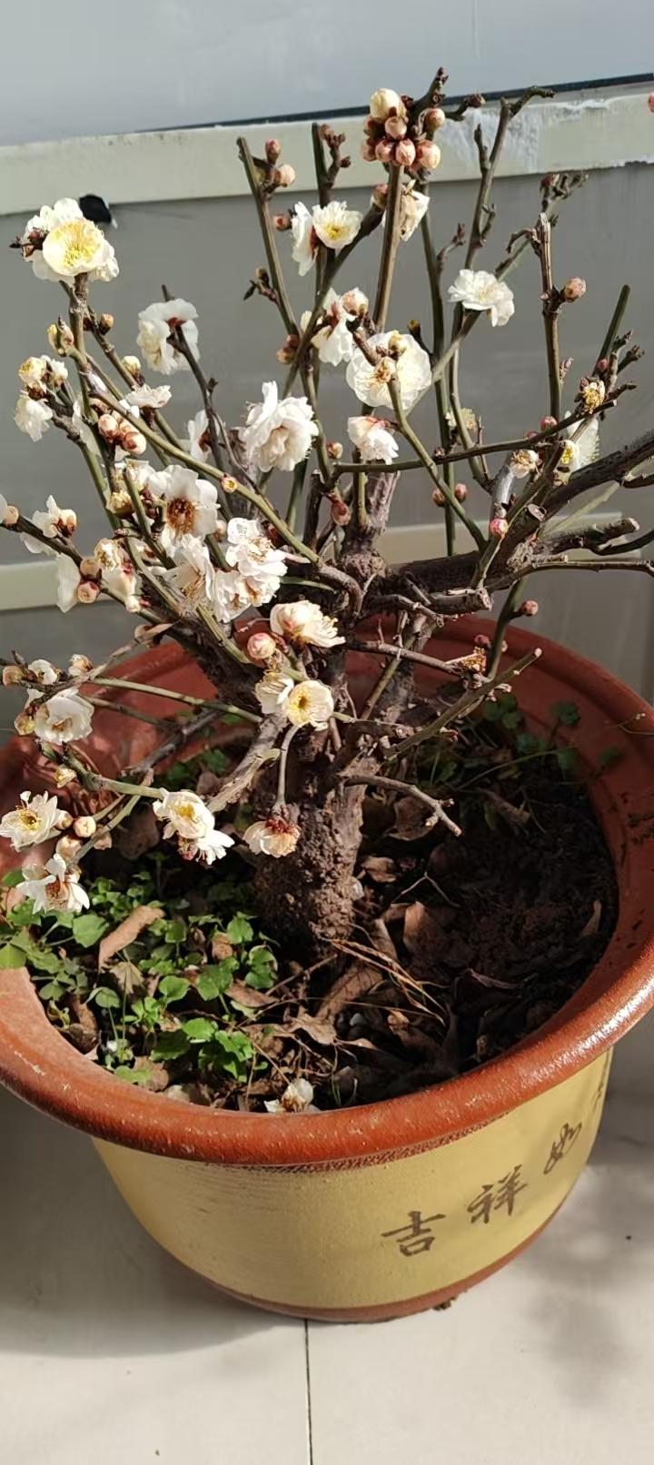 小刘老师在朋友圈里发了一个图片。他在花圃买了一盆梅花，梅花是栽在一个圆形的深盆里