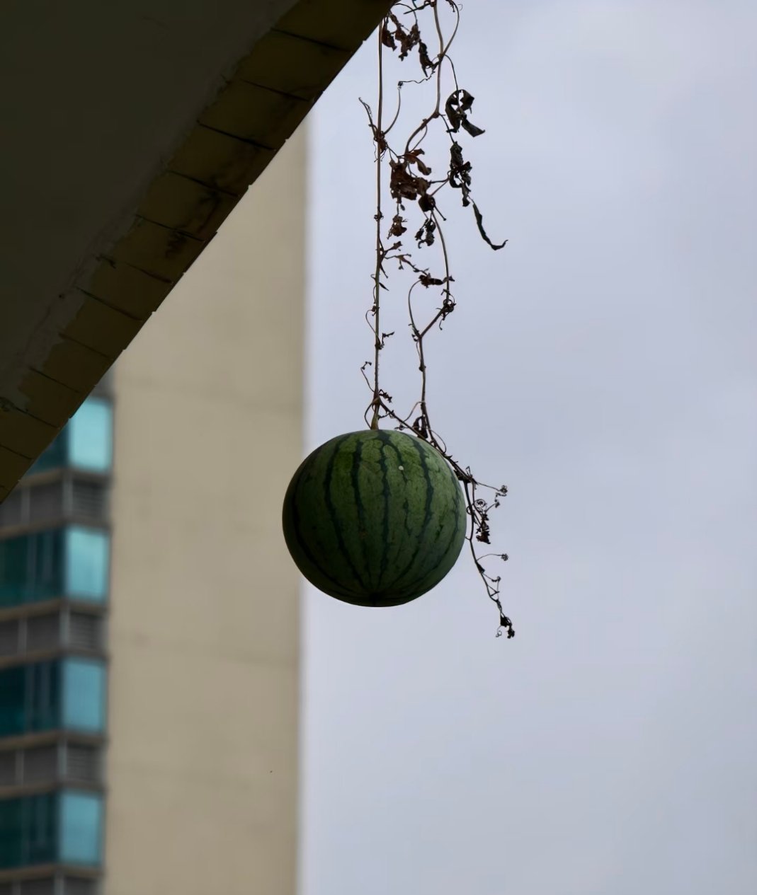 楼上的西瓜🍉，问问广大网友，这能尝尝吗？ 