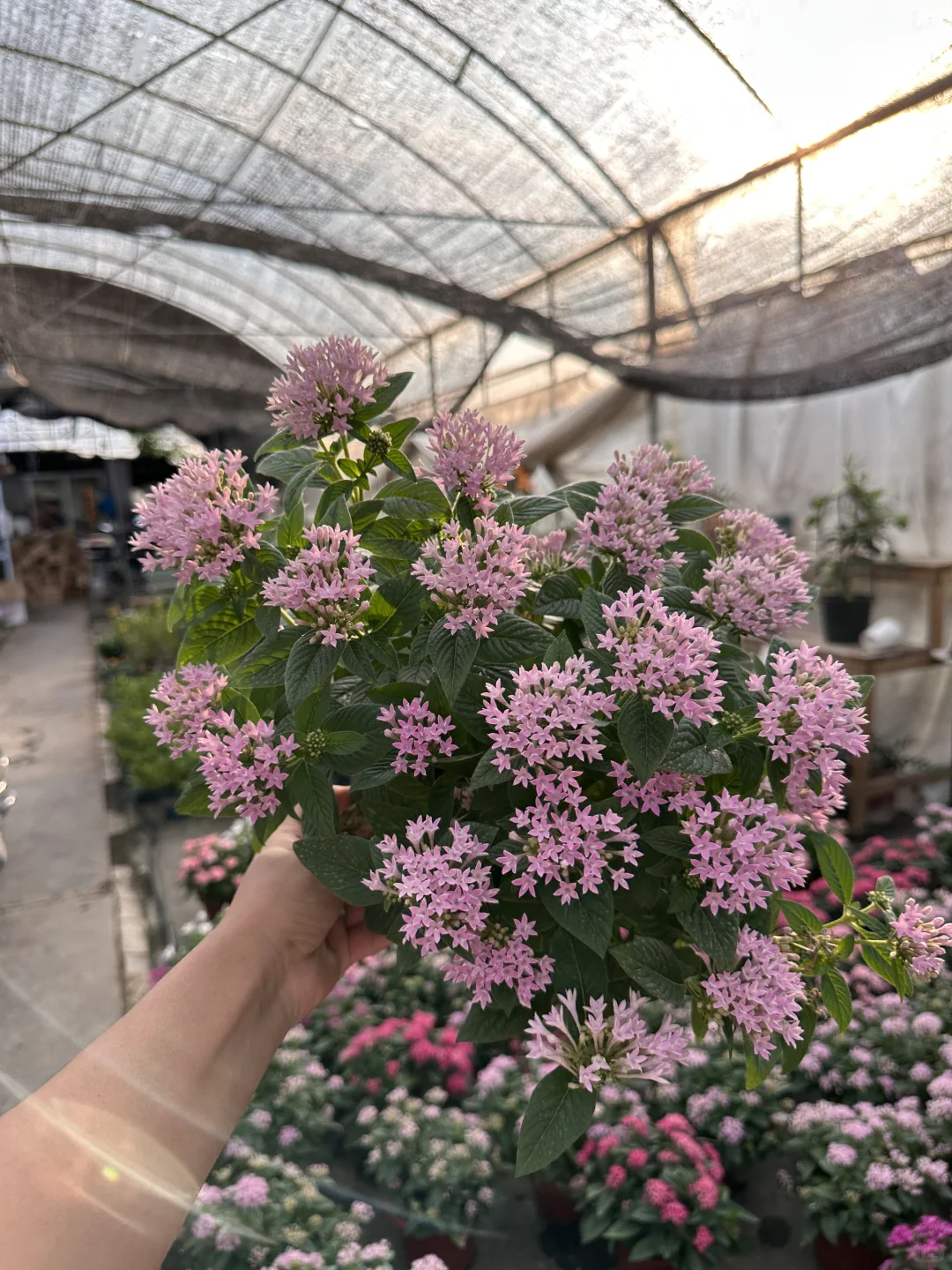 五星花