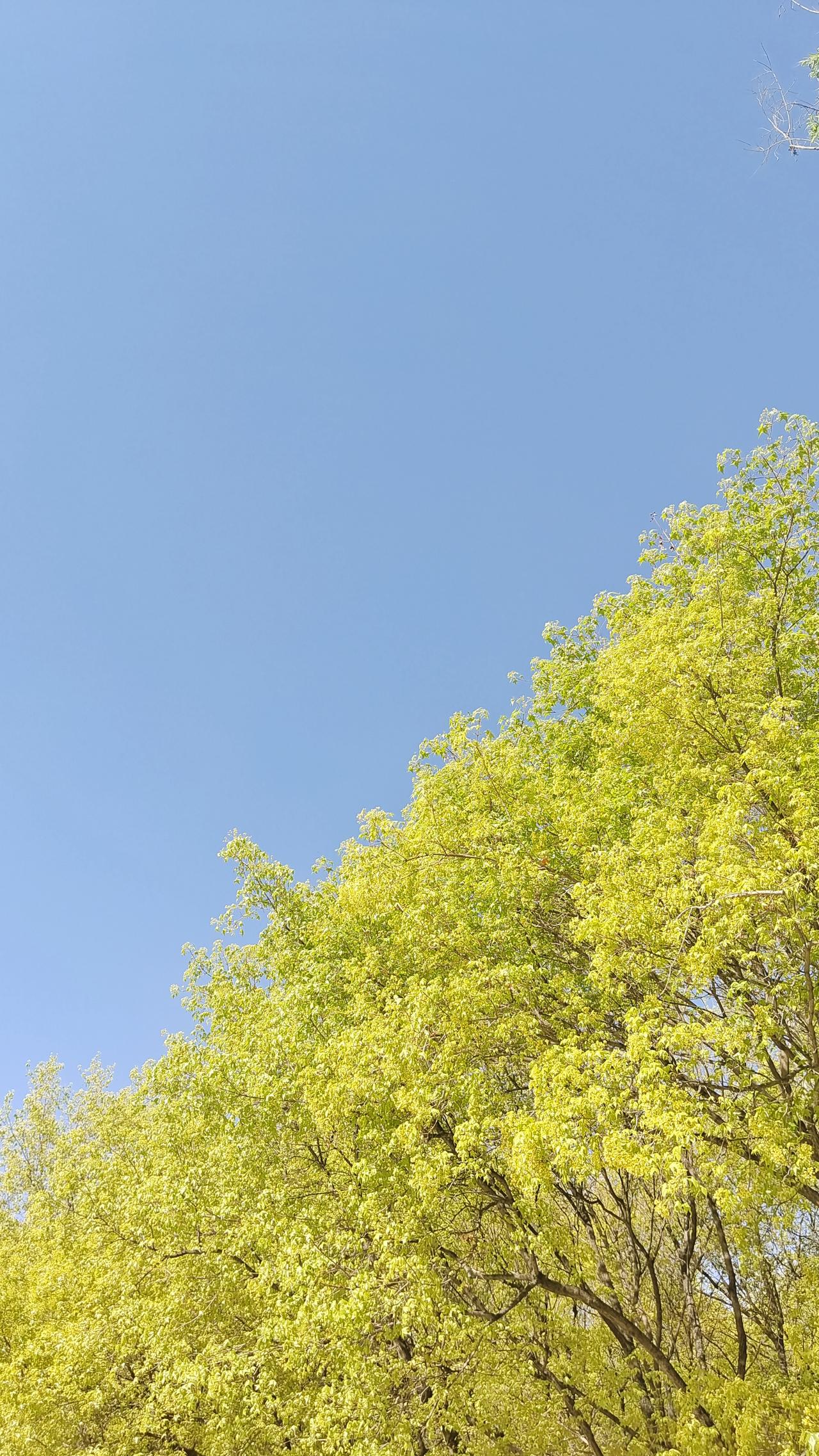 春日生活打卡季晨跑到公园，阳光正好，绿意盎然，生活惬意，身体必须要健康。