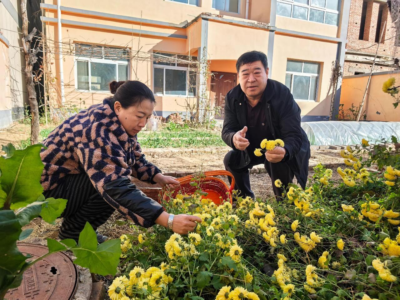 婺源金菊正当时，指尖轻撷满庭香。寒风裹着凉意掠过肩头，婺源的菊花却顶着霜气悄然盛