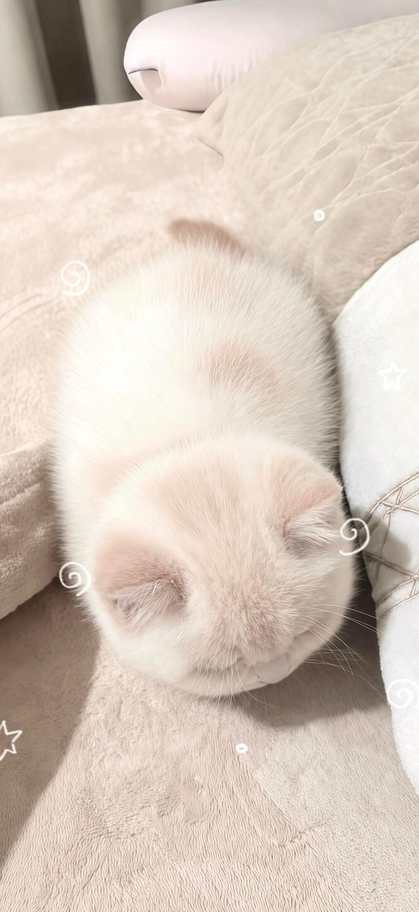 丰富一下手机壁纸叭.ᐟ‪.ᐟ 