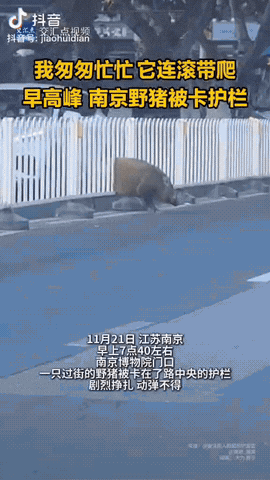 江苏南京，在博物院门口有一头170斤的野猪意外横穿马路，卡入护栏，然后它进退两难