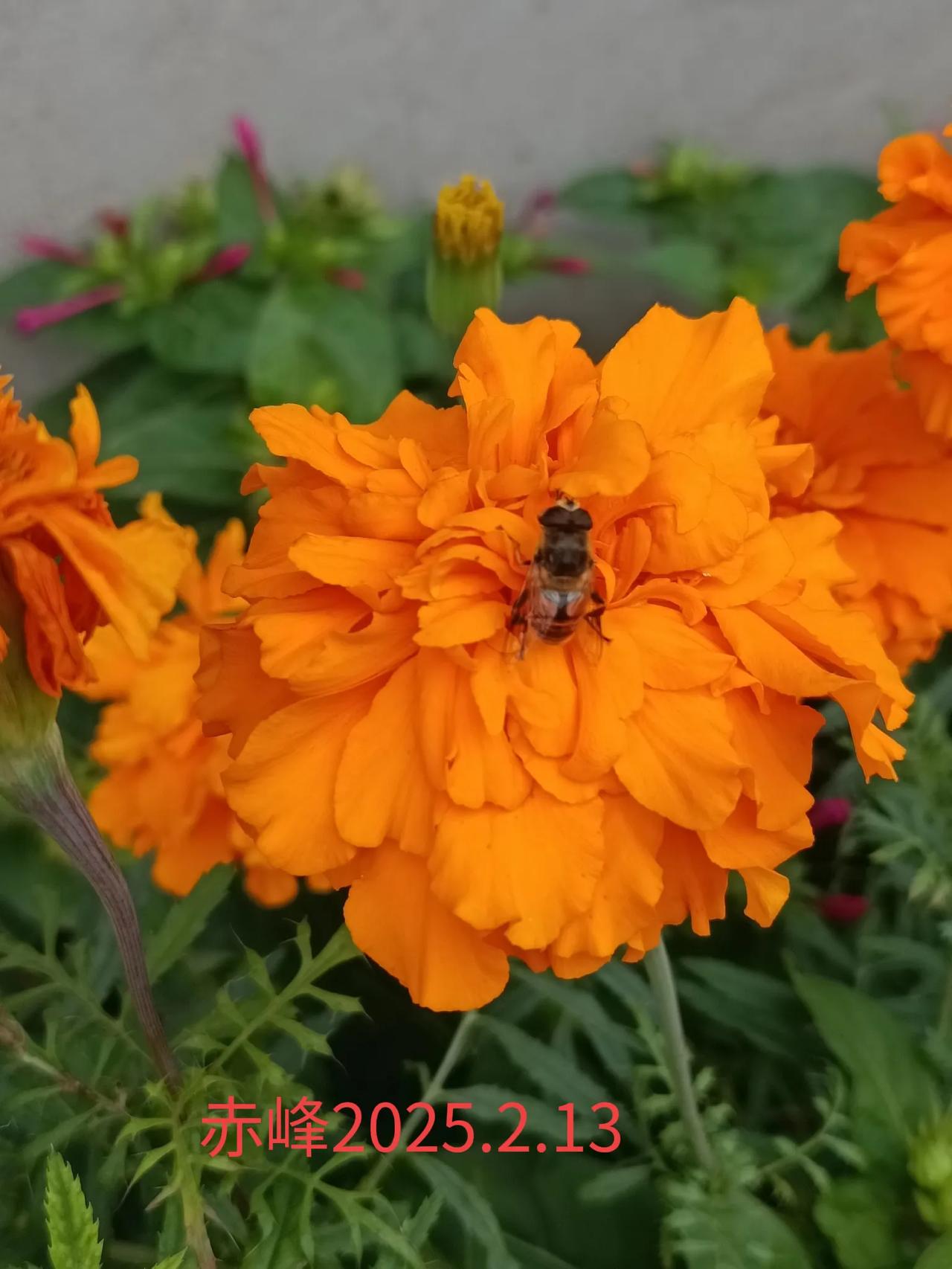 分享一张随手拍的花。路边随拍，最美鲜花。