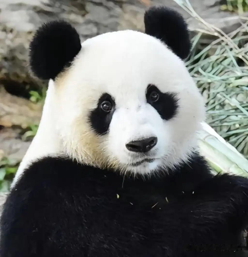 锦心和小白天是不是有点像？两个大美女走的都是高冷路线，我时不时也会熊脸盲[尬笑]