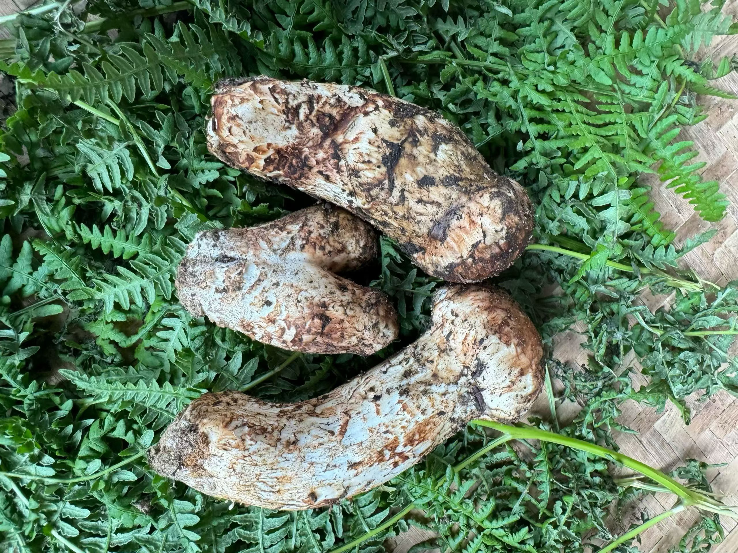 和川西的朋友买了点松茸回家给小孩吃，300块一斤，说是自己去捡的，大家看这是野生
