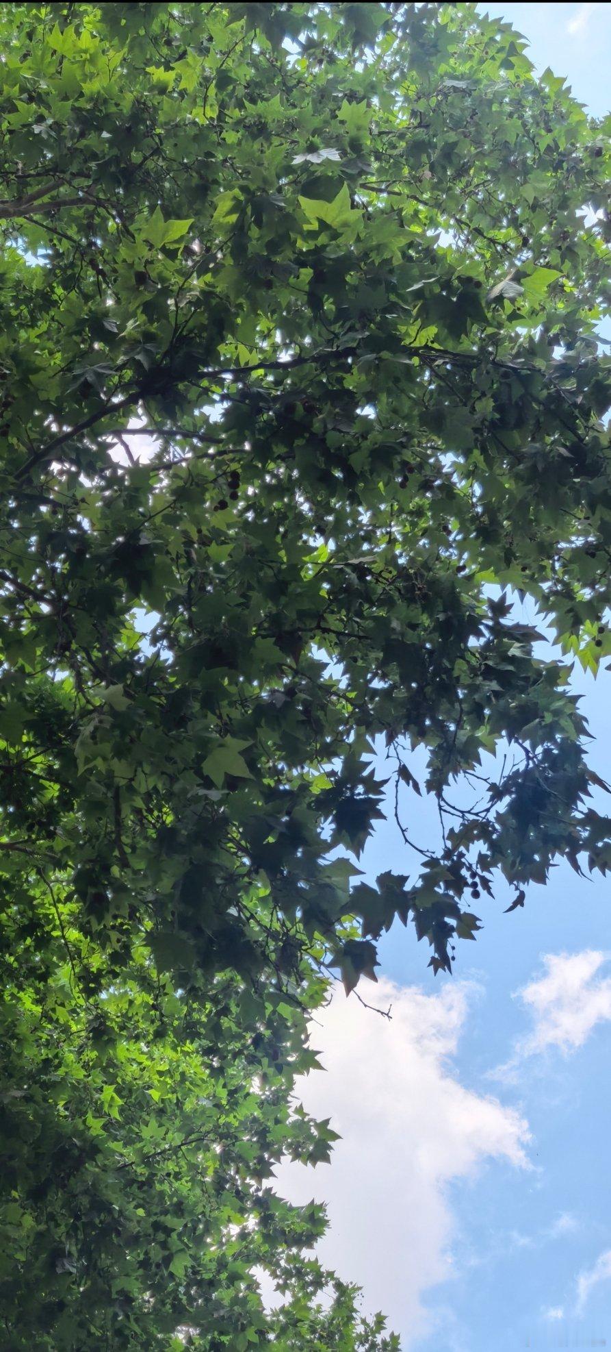 树有树渣，人有人渣我喜欢梧桐树。夏日里树荫浓密，风一吹，叶子沙沙响，走在下面，整