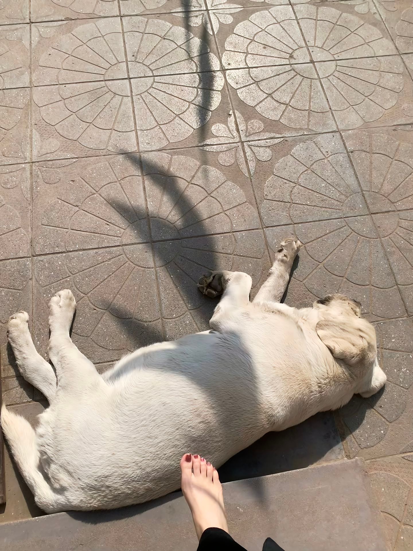 狗子太阳🌞晒的很舒服… 