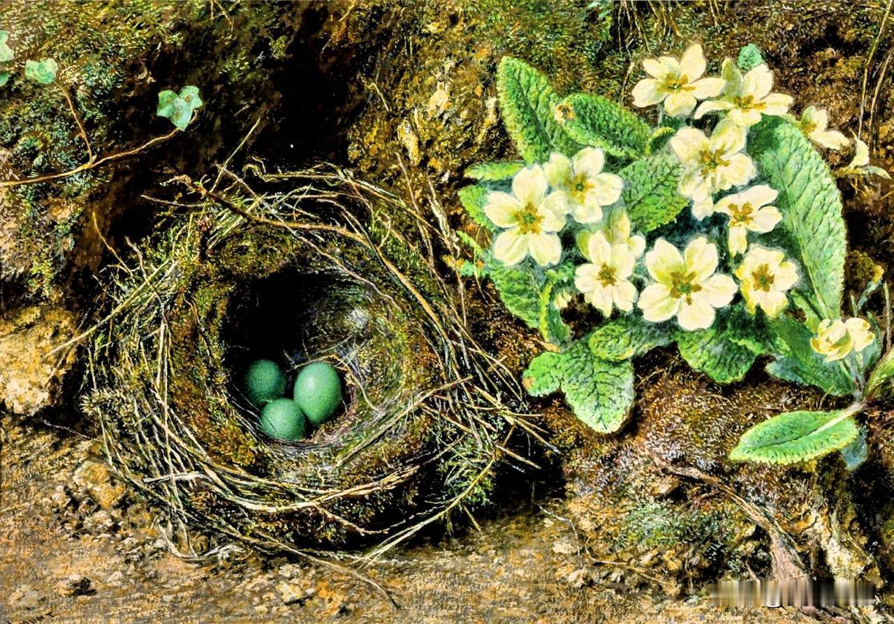 赏石 品佳作 
质、色、形、纹、韵 
水彩画《报春花和鸟窝》 威廉·亨利·亨特 