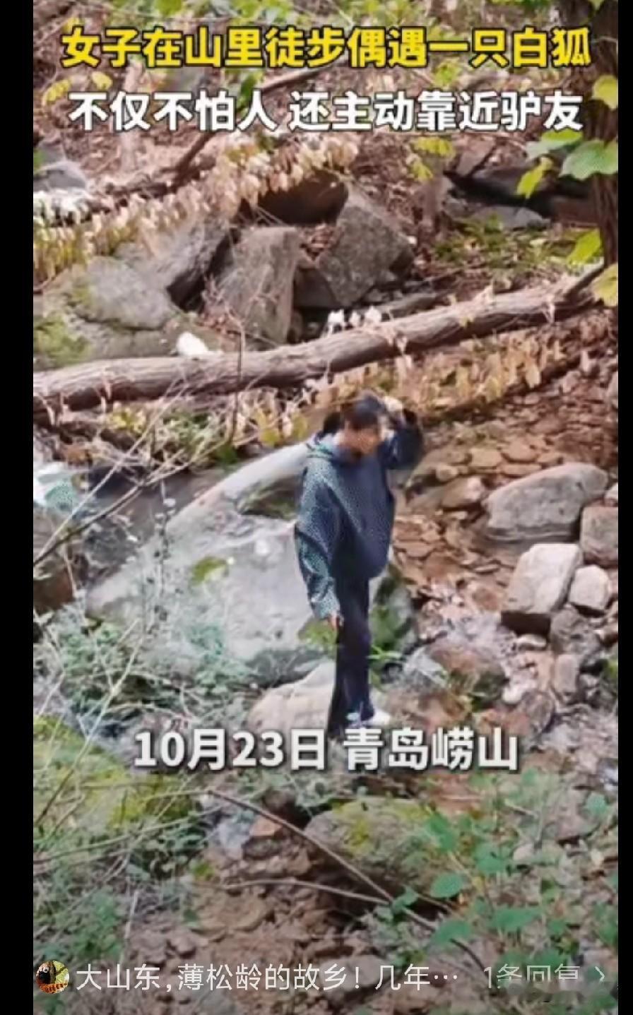 “不可思议!” 青岛崂山，一名女子徒步累了，准备休息一下，同伴却突然提醒她：“你