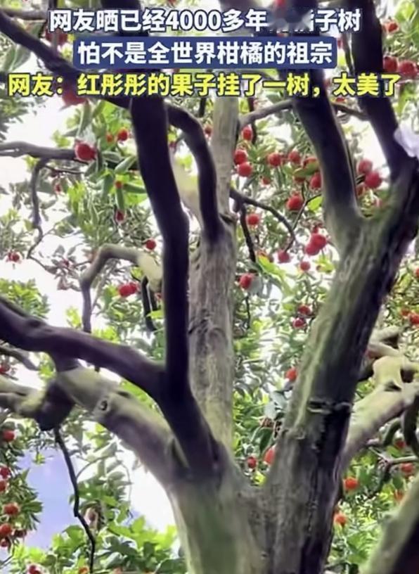 4000多年的橘子树