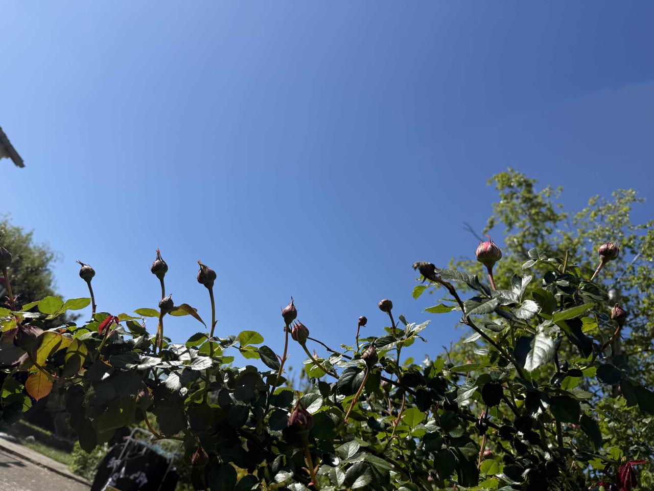 我们住处的法国房东喜欢侍弄花，让我不出庭院便可以看到春日大戏开场与闭幕。
这不，