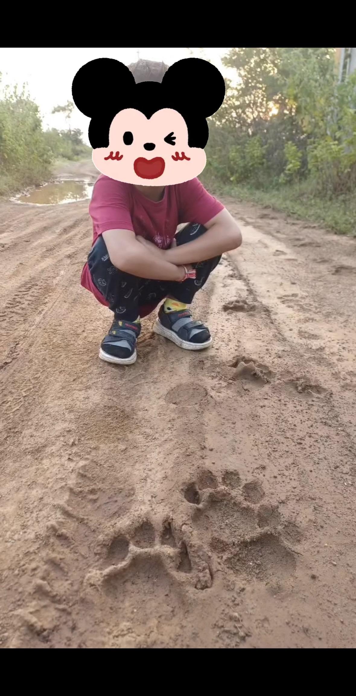 亚洲狮爪印和小孩哥体型的对比。小孩哥是村里养牛大户的孩子，爸爸是狮迷。