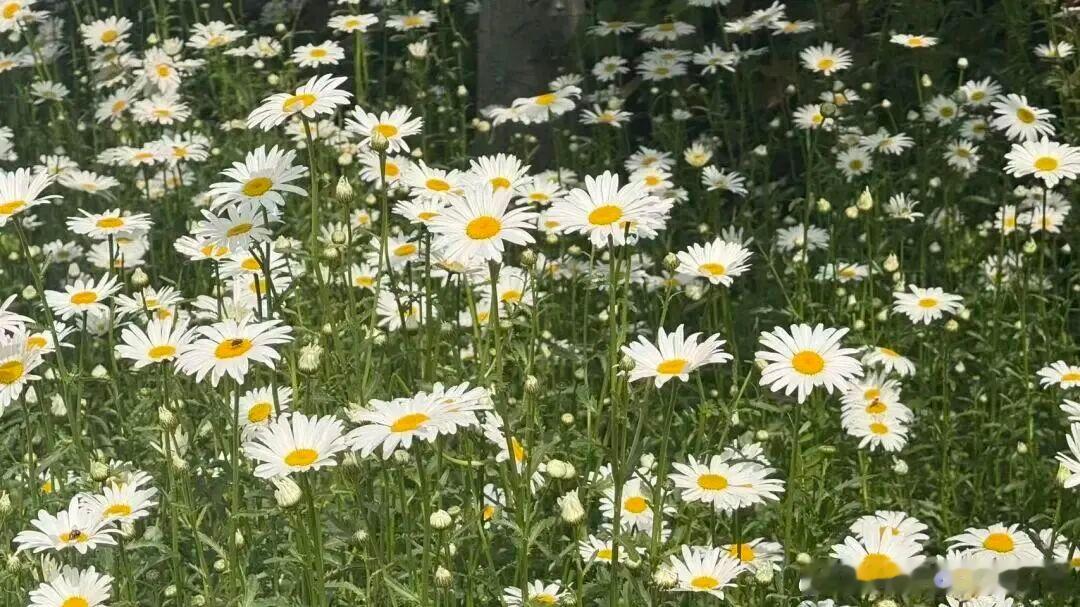 五一留周口不赶路！中心城区五大打卡地，从早玩到晚不重样✨五一不想挤高速、不想做复