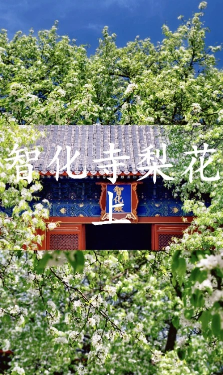 智化寺梨花上｜梨花胜雪古殿藏着六百年的春