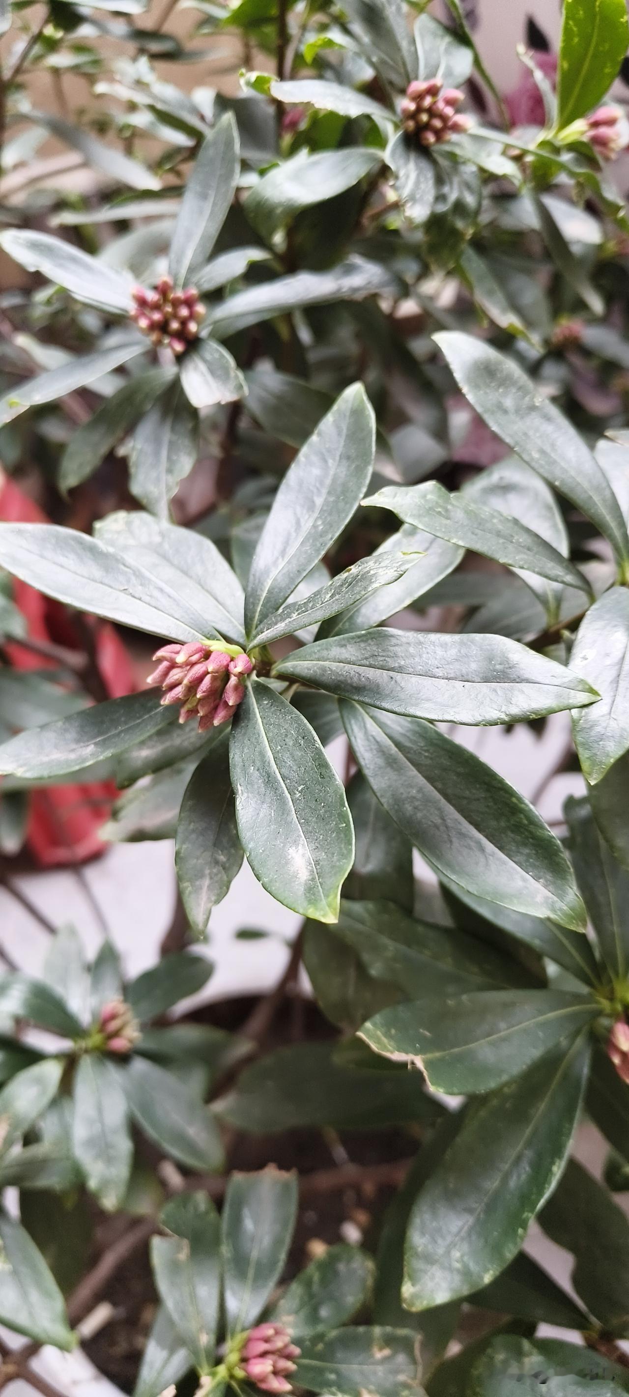 我们这路话，连要想发扫十八，要想有扫十九，这就是说，腊月十八十九这两天都要大扫除