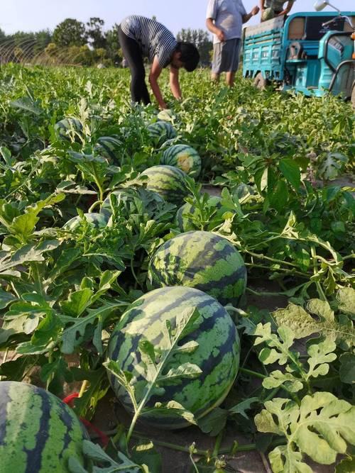 本以为种地月薪7千就很不错了，没想到种西瓜年薪20万又火了。
3月23日，浙江省