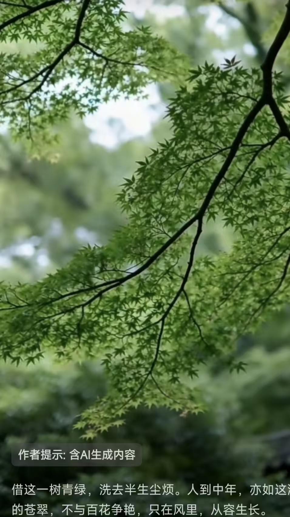 天净沙·绿荫心迹
虬枝漫扫尘烦，
中年青透衣衫。
不共花朝斗艳，
风梳云卷，
一