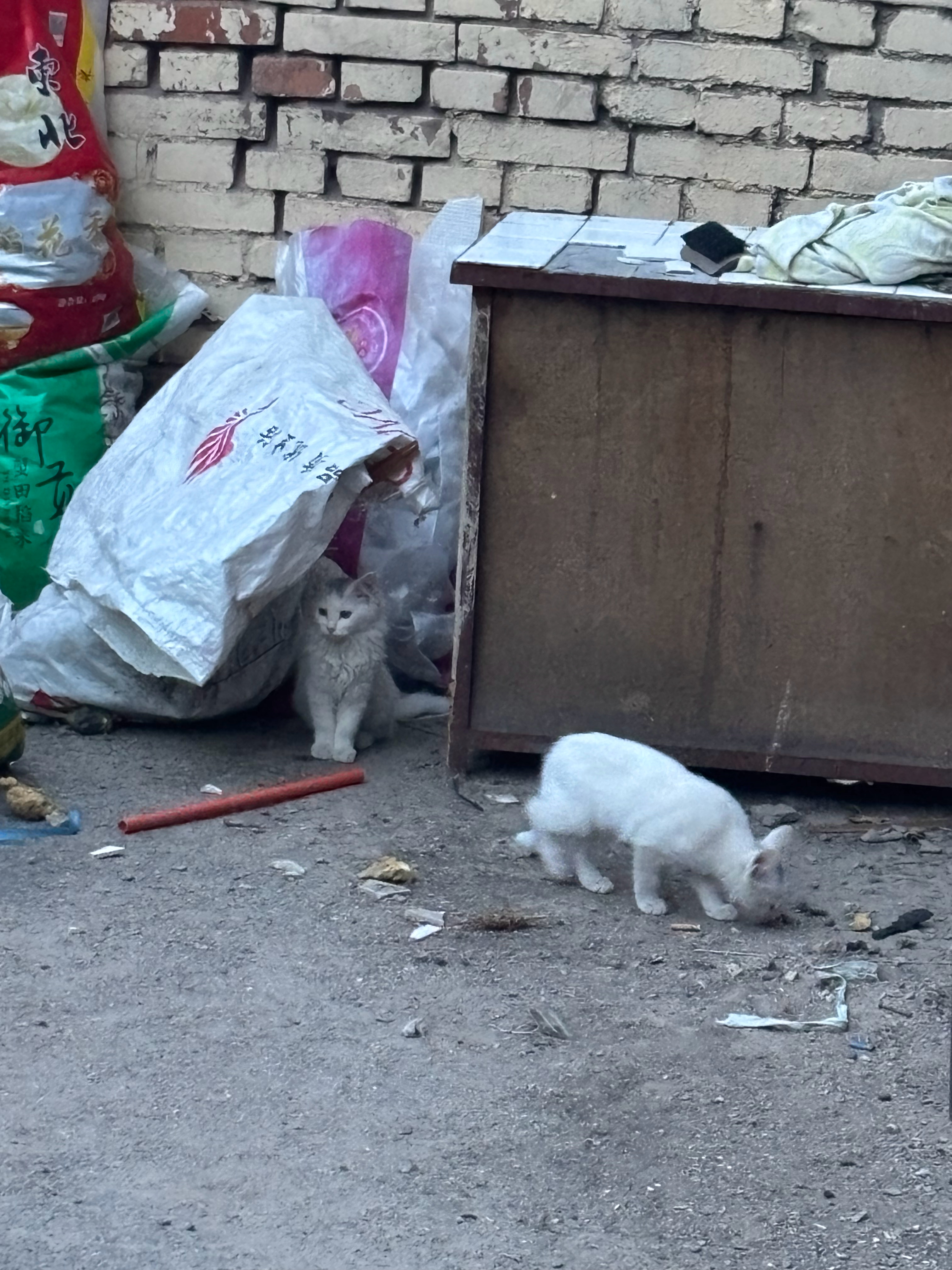我发现不看dyg的比赛 喂小区里的猫会很舒服