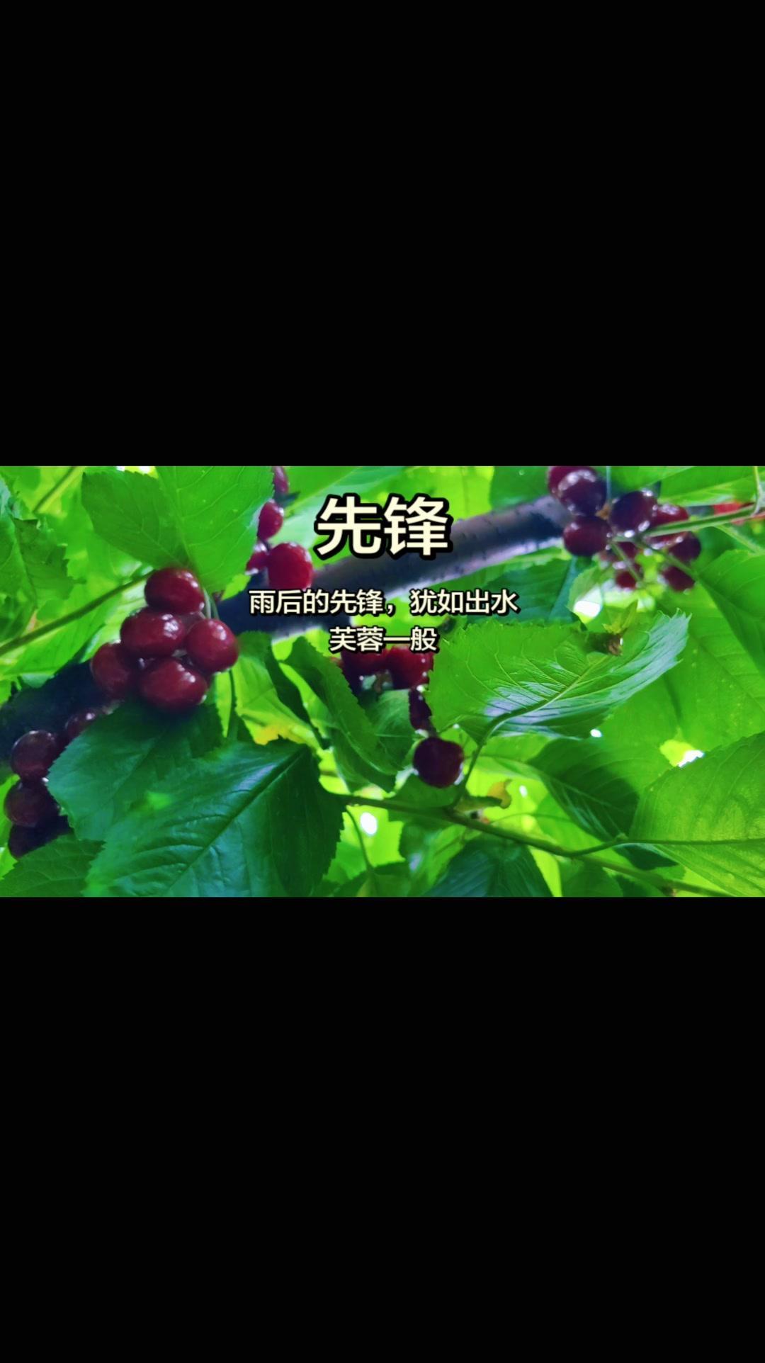 作为一种备受喜爱的甜樱桃品种，先锋樱桃由加拿大培育而来，其亲本为宾库和那翁，在1