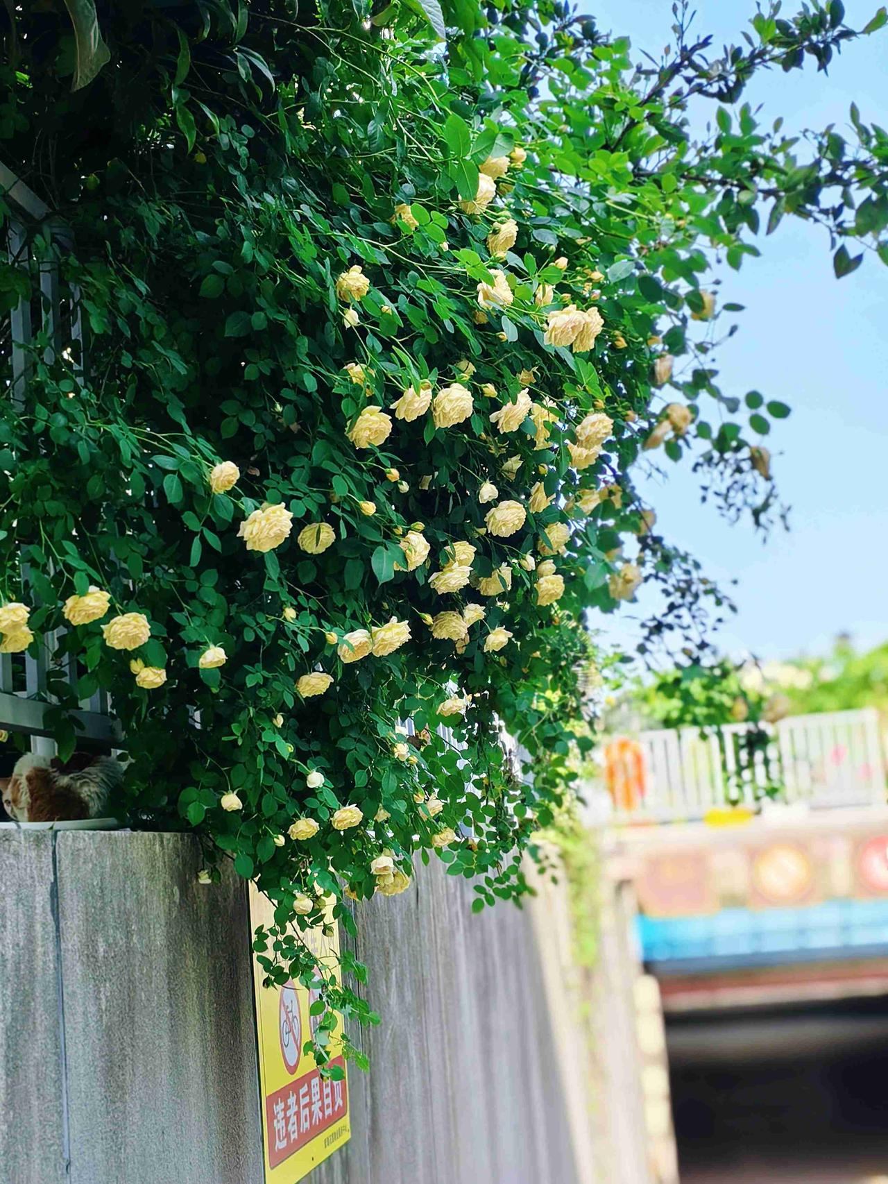 每一朵花的绽放，
都是对平凡日子的深情告白。

带定位晒今日生活
我的今日状态：