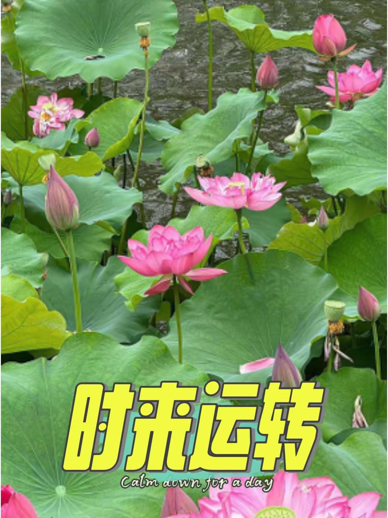 时来运转。荷花 拍花艺术 摄影 图文热点来了