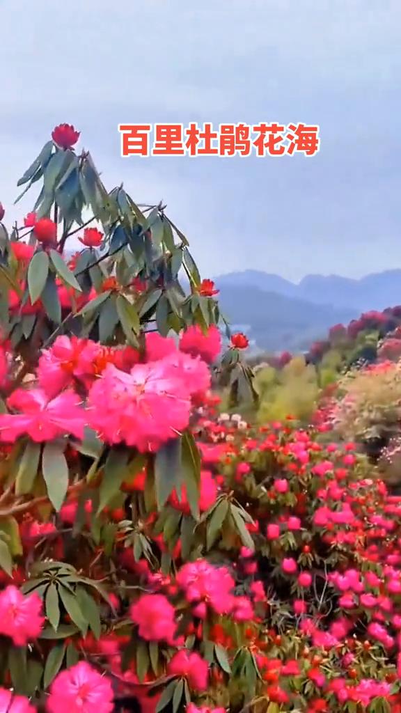 百里杜鹃花海。