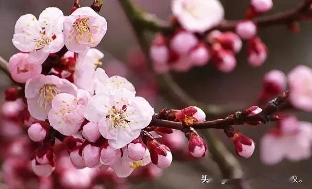 #上联：百亩荷塘秀，求下联？#遍野杏花红