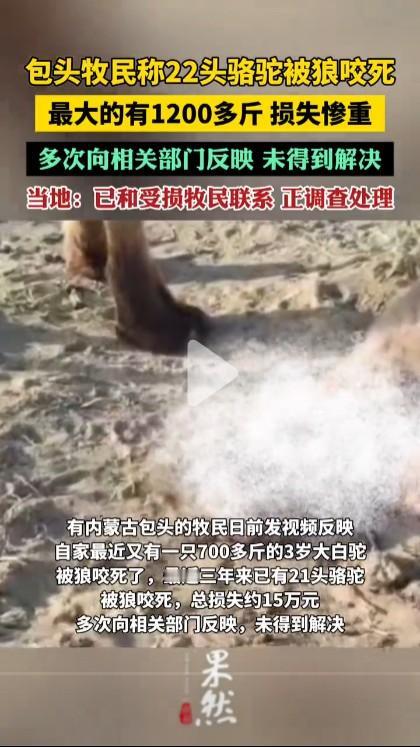 因为牧民不准私自打狼，狼是受国家保护动物，所以狼咬死了家禽家畜国家要负责赔偿；如