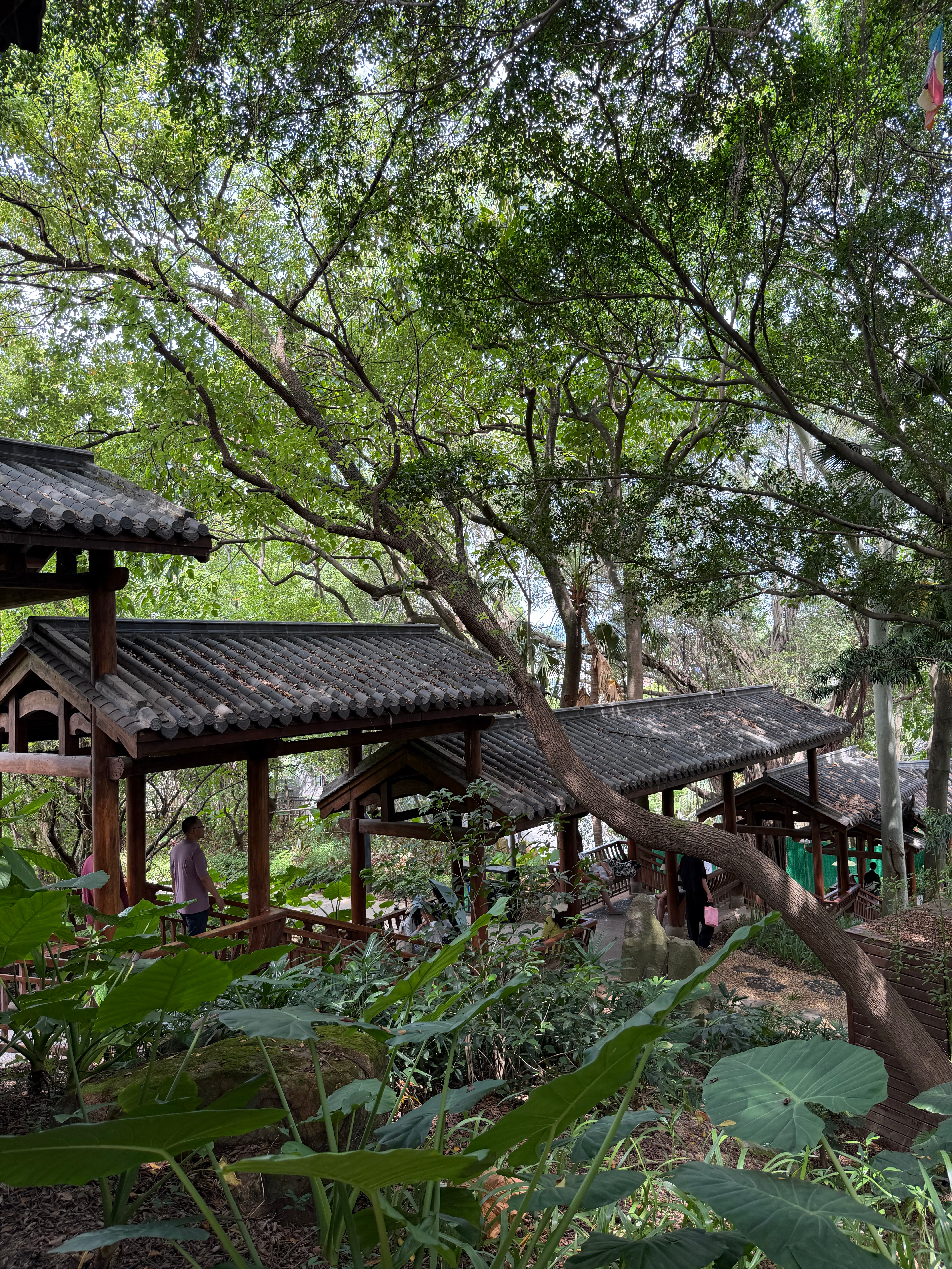 深夜一脖整日漫步福州城区，不经意踏入烟台山公园。园内古榕和各类绿植层层叠叠，满目