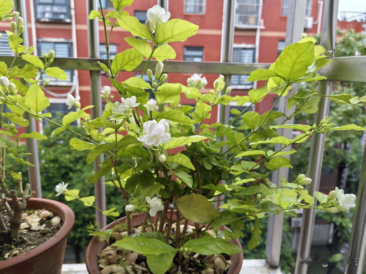 在家养茉莉，浇水需要不需要加料，不能一概而论。在早春时节，茉莉新芽未生出前，可以