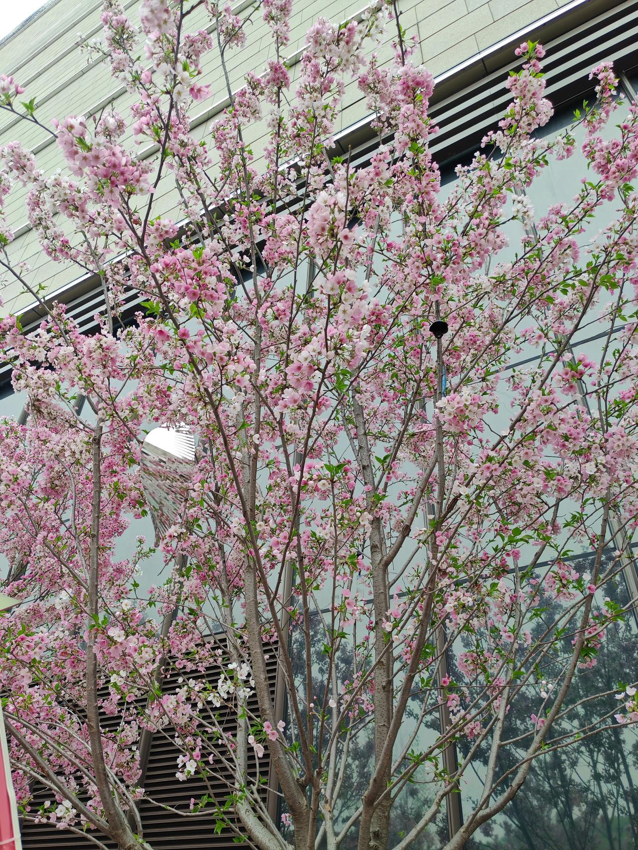 武汉梦时代广场樱花都开了，值得一游。